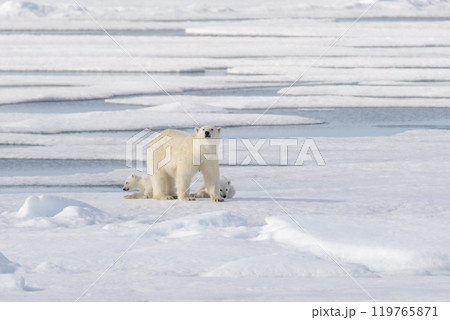 Wild polar bear (Ursus maritimus) mother and cub on the pack ice Wild polar bear (Ursus maritimus) mother and cub on the pack ice 119765871