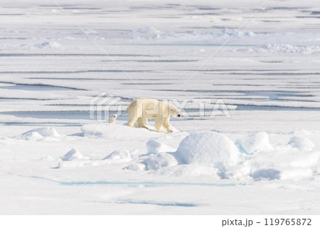 Polar bear (Ursus maritimus) on the pack  ice north of Spitsbergen Island, Svalbard, Norway, Scandinavia, Europe 119765872