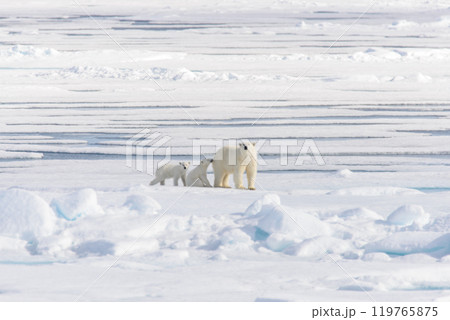 Polar bear mother (Ursus maritimus) and twin cubs on the pack ice, north of Svalbard Arctic Norway Polar bear mother (Ursus maritimus) and twin cubs on the pack ice, north of Svalbard Arctic Norway 119765875