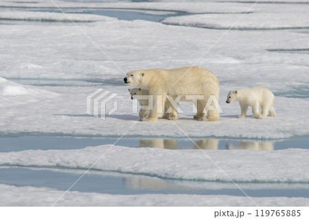 Wild polar bear (Ursus maritimus) mother and cub on the pack ice Wild polar bear (Ursus maritimus) mother and cub on the pack ice 119765885