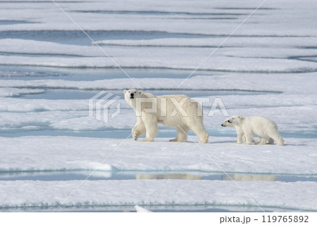 Wild polar bear (Ursus maritimus) mother and cub on the pack ice 119765892