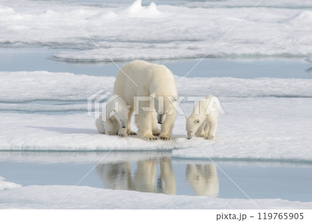 Wild polar bear (Ursus maritimus) mother and cub on the pack ice Wild polar bear (Ursus maritimus) mother and cub on the pack ice 119765905