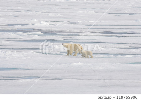 Wild polar bear (Ursus maritimus) mother and cub on the pack ice Wild polar bear (Ursus maritimus) mother and cub on the pack ice 119765906