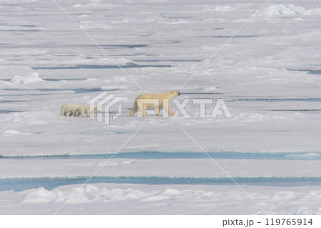 Polar bear mother (Ursus maritimus) and twin cubs on the pack ice, north of Svalbard Arctic Norway Polar bear mother (Ursus maritimus) and twin cubs on the pack ice, north of Svalbard Arctic Norway 119765914