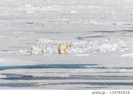 Polar bear mother (Ursus maritimus) and twin cubs on the pack ice, north of Svalbard Arctic Norway 119765918