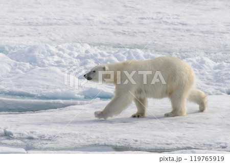 Polar bear (Ursus maritimus) on the pack  ice north of Spitsbergen Island, Svalbard, Norway, Scandinavia, Europe 119765919
