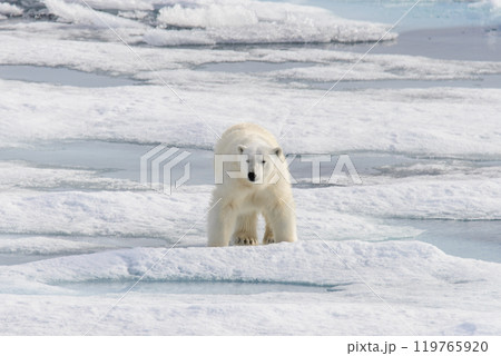 Polar bear (Ursus maritimus) on the pack  ice north of Spitsbergen Island, Svalbard, Norway, Scandinavia, Europe 119765920