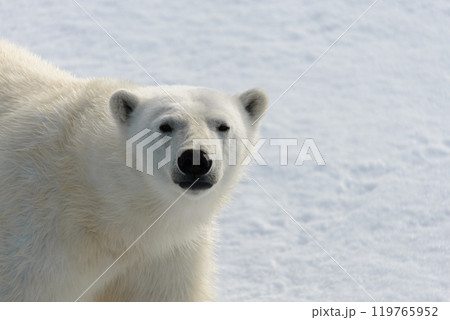 Polar bear (Ursus maritimus) on the pack ice north of Spitsbergen Island, Svalbard, Norway, Scandinavia, Europe Polar bear (Ursus maritimus) on the pack ice north of Spitsbergen Island, Svalbard, Norway, Scandinavia, Europe 119765952