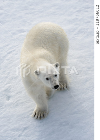 Wild polar bear on pack ice in Arctic 119766012