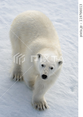 Wild polar bear on pack ice in Arctic 119766013