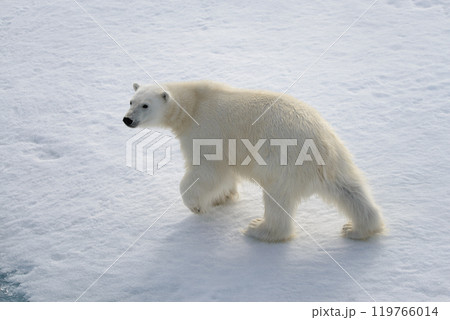 Wild polar bear on pack ice in Arctic 119766014