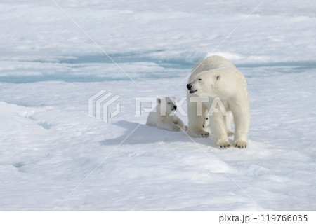 Wild polar bear (Ursus maritimus) mother and cub on the pack ice 119766035