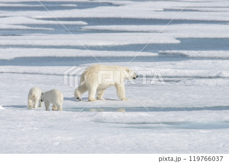 Wild polar bear (Ursus maritimus) mother and cub on the pack ice 119766037