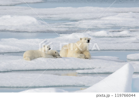 Wild polar bear (Ursus maritimus) mother and cub on the pack ice 119766044