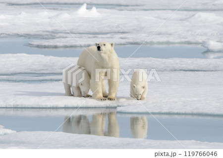 Wild polar bear (Ursus maritimus) mother and cub on the pack ice 119766046