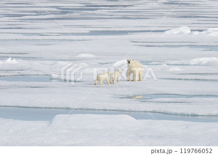 Wild polar bear (Ursus maritimus) mother and cub on the pack ice Wild polar bear (Ursus maritimus) mother and cub on the pack ice 119766052
