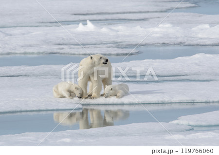 Wild polar bear (Ursus maritimus) mother and cub on the pack ice 119766060