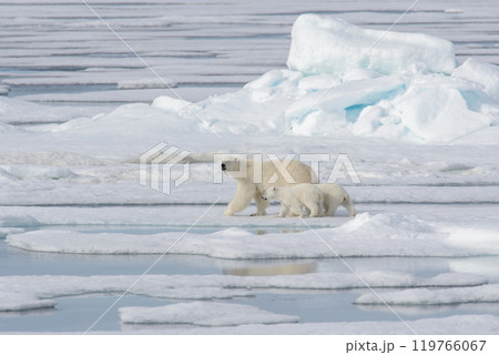 Wild polar bear (Ursus maritimus) mother and cub on the pack ice 119766067
