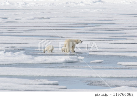 Wild polar bear (Ursus maritimus) mother and cub on the pack ice Wild polar bear (Ursus maritimus) mother and cub on the pack ice 119766068