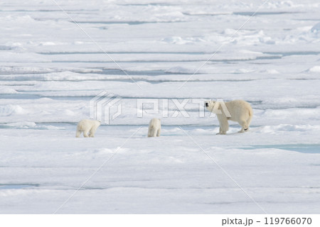 Wild polar bear (Ursus maritimus) mother and cub on the pack ice 119766070