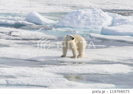 Polar bear (Ursus maritimus) on the pack ice north of Spitsbergen Island, Svalbard, Norway, Scandinavia, Europe Polar bear (Ursus maritimus) on the pack ice north of Spitsbergen Island, Svalbard, Norway, Scandinavia, Europe 119766075