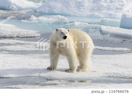 Polar bear (Ursus maritimus) on the pack ice north of Spitsbergen Island, Svalbard, Norway, Scandinavia, Europe Polar bear (Ursus maritimus) on the pack ice north of Spitsbergen Island, Svalbard, Norway, Scandinavia, Europe 119766076