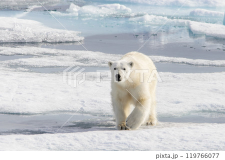 Polar bear (Ursus maritimus) on the pack  ice north of Spitsbergen Island, Svalbard, Norway, Scandinavia, Europe 119766077