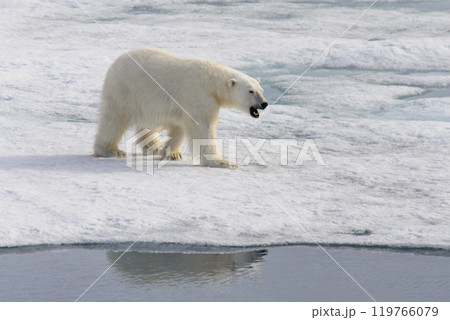 Polar bear (Ursus maritimus) on the pack ice north of Spitsbergen Island, Svalbard with reflection Polar bear (Ursus maritimus) on the pack ice north of Spitsbergen Island, Svalbard with reflection 119766079