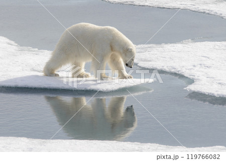 Wild polar bear on pack ice in Arctic 119766082