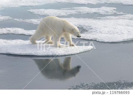 Wild polar bear on pack ice in Arctic Wild polar bear on pack ice in Arctic 119766093