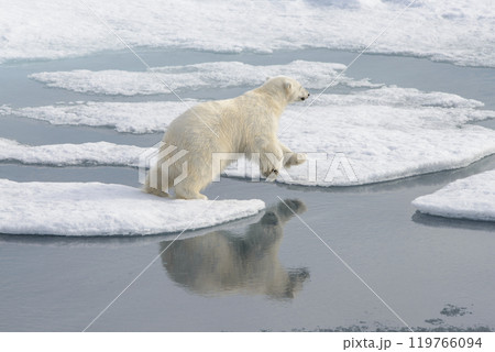 Wild polar bear on pack ice in Arctic Wild polar bear on pack ice in Arctic 119766094
