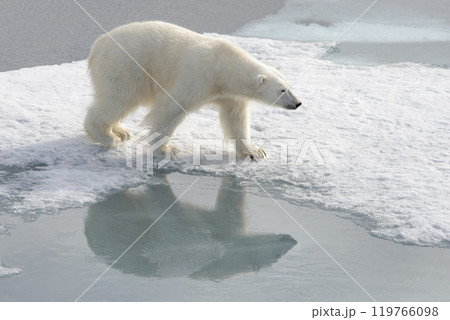 Wild polar bear on pack ice in Arctic Wild polar bear on pack ice in Arctic 119766098