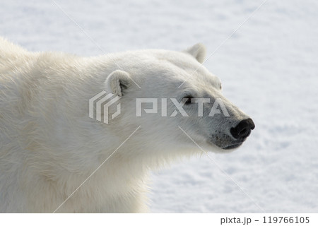 Polar bear's (Ursus maritimus) head close up 119766105