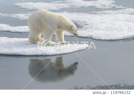 Wild polar bear on pack ice in Arctic 119766132