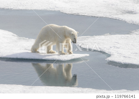 Wild polar bear on pack ice in Arctic 119766141
