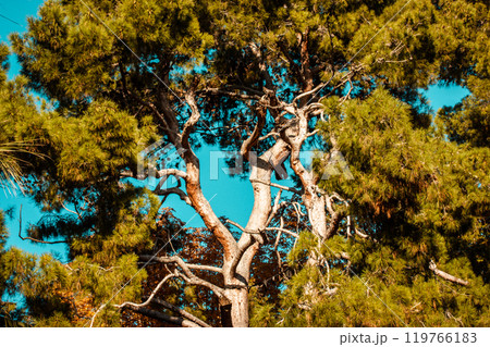 Huge tall old branching conifer tree trunk against clear blue sky on a sunny day. Low angle shot of a pine trees in a forest, wood, woods. Spanish nature and landscape. Sunlight hitting the branches. Huge tall old branching conifer tree trunk against clear blue sky on a sunny day. Low angle shot of a pine trees in a forest, wood, woods. Spanish nature and landscape. Sunlight hitting the branches. 119766183