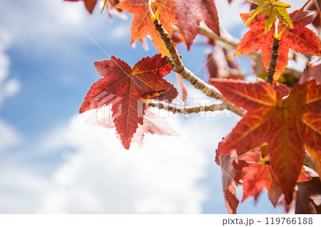 Red maple leaves on tree branch in an autumn park against blue sky. Canada Day. 119766188