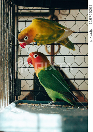 Lovebirds in a cage. Yellow and green birds in love. Nerosier Agapornis parrots. Lovebirds in a cage. Yellow and green birds in love. Nerosier Agapornis parrots. 119766265
