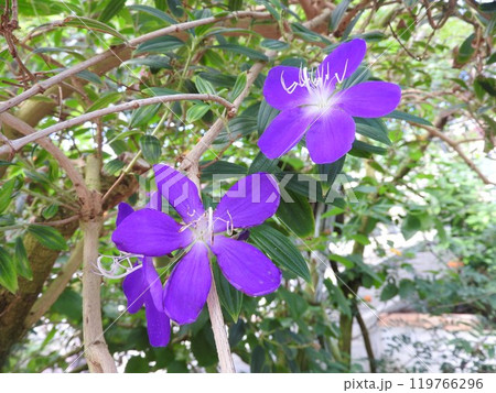 シコンノボタンの花 シコンノボタンの花 119766296