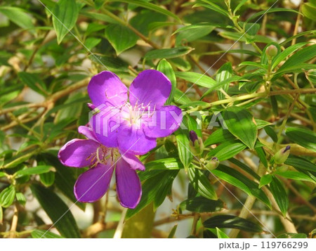 シコンノボタンの花 119766299