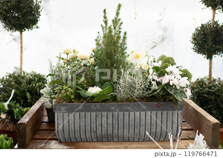 Christmas composition with roses in a pots 119766471