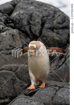 Penguin standing on beach in Antarctica  119766486