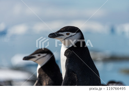 Penguin standing on beach in Antarctica  119766495