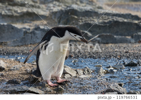Adelie penguins on beach  119766531