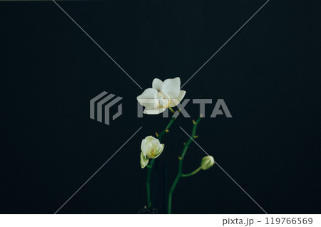 Still life floral composition with white orchid flower on long stem on black background. Beautiful home floral decor Growing exotic flowers in garden. Still life floral composition with white orchid flower on long stem on black background. Beautiful home floral decor Growing exotic flowers in garden. 119766569