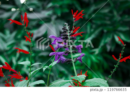 Brazilian anisesage. Salvia guaranitica on deep green background. Tiny violet and red flowers growing in a tropical botanical garden. Small flower buds in bloom. Perennials plants bloom Dark key photo Brazilian anisesage. Salvia guaranitica on deep green background. Tiny violet and red flowers growing in a tropical botanical garden. Small flower buds in bloom. Perennials plants bloom Dark key photo 119766635