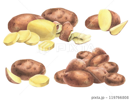 Red potatoes whole, half, cut, peeled and wedges. Watercolor hand drawn illustration on the theme of harvesting, cooking, food, vegetable shop design. Set of elements isolated from background Red potatoes whole, half, cut, peeled and wedges. Watercolor hand drawn illustration on the theme of harvesting, cooking, food, vegetable shop design. Set of elements isolated from background 119766808