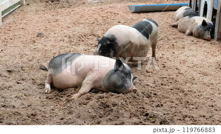 Pigs and daily activities 119766883