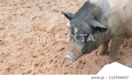 Pigs and daily activities Pigs and daily activities 119766887