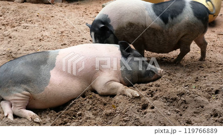Pigs and daily activities Pigs and daily activities 119766889